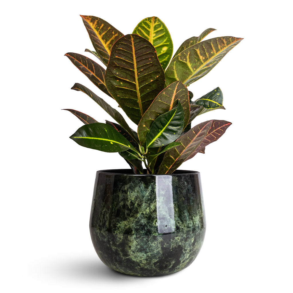 Codiaeum Petra - 21x60cm in Emmie Metal Pot Mystic Green - 23x20cm