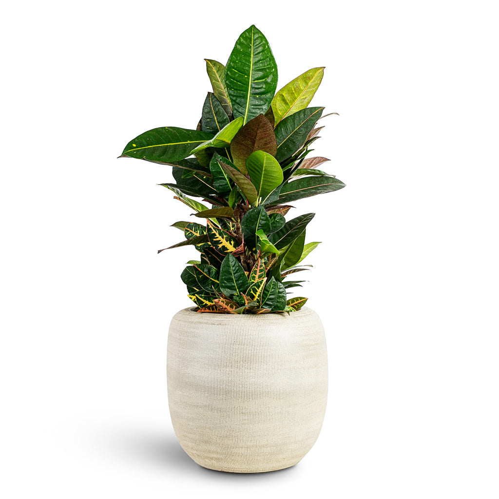 Codiaeum Petra - 21x60cm In Roxan Pot Concrete - 31x30cm