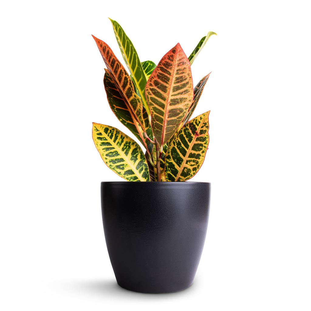 Codiaeum Petra - Croton & Sven Plant Pot - Black
