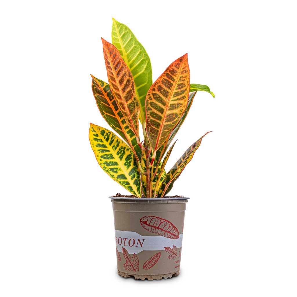 Codiaeum Petra - Croton