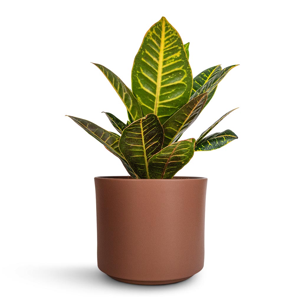 Codiaeum Petra - Croton & Prague Plant Pot - Mocha