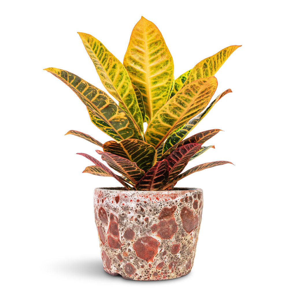 Codiaeum Petra Croton - 17x45cm In Lava Couple Straight Relic Planter Pink - 25x17cm 