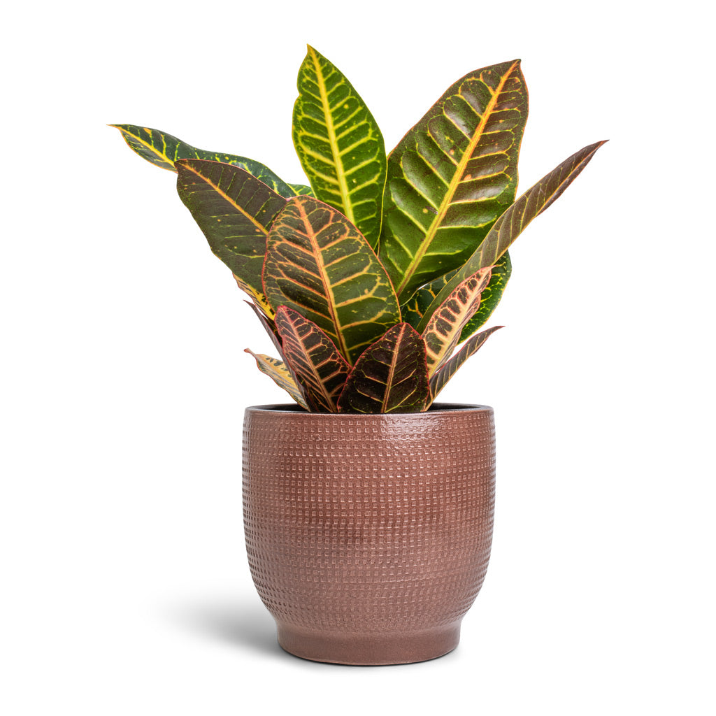 Codiaeum Petra - Croton & Lykke Plant Pot - Chestnut
