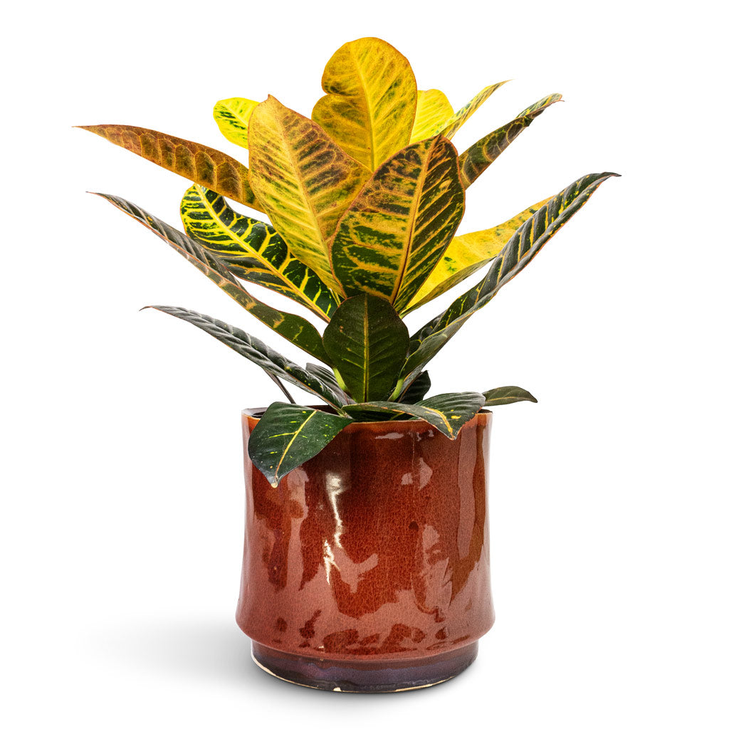 Codiaeum Petra Croton - 17x45cm Nolan Plant Pot Red - 23x21cm