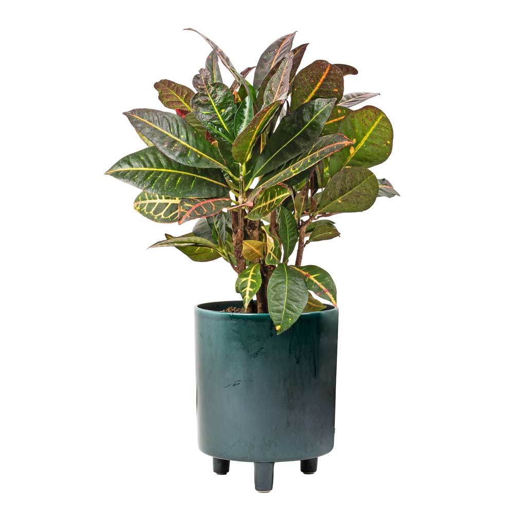 Codiaeum Petra - Croton & Pisa Plant Pot - Emerald