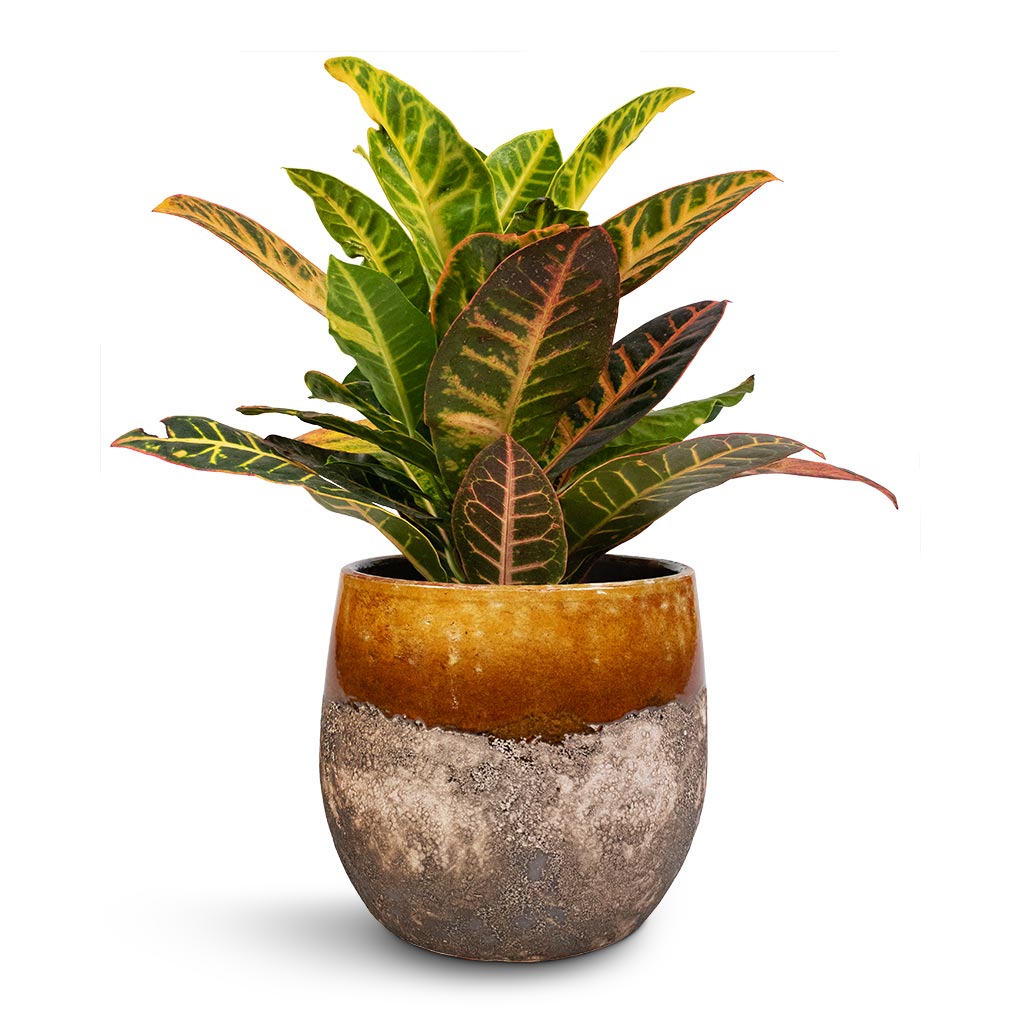 Codiaeum Petra - Croton & Lindy Plant Pot - Ochre