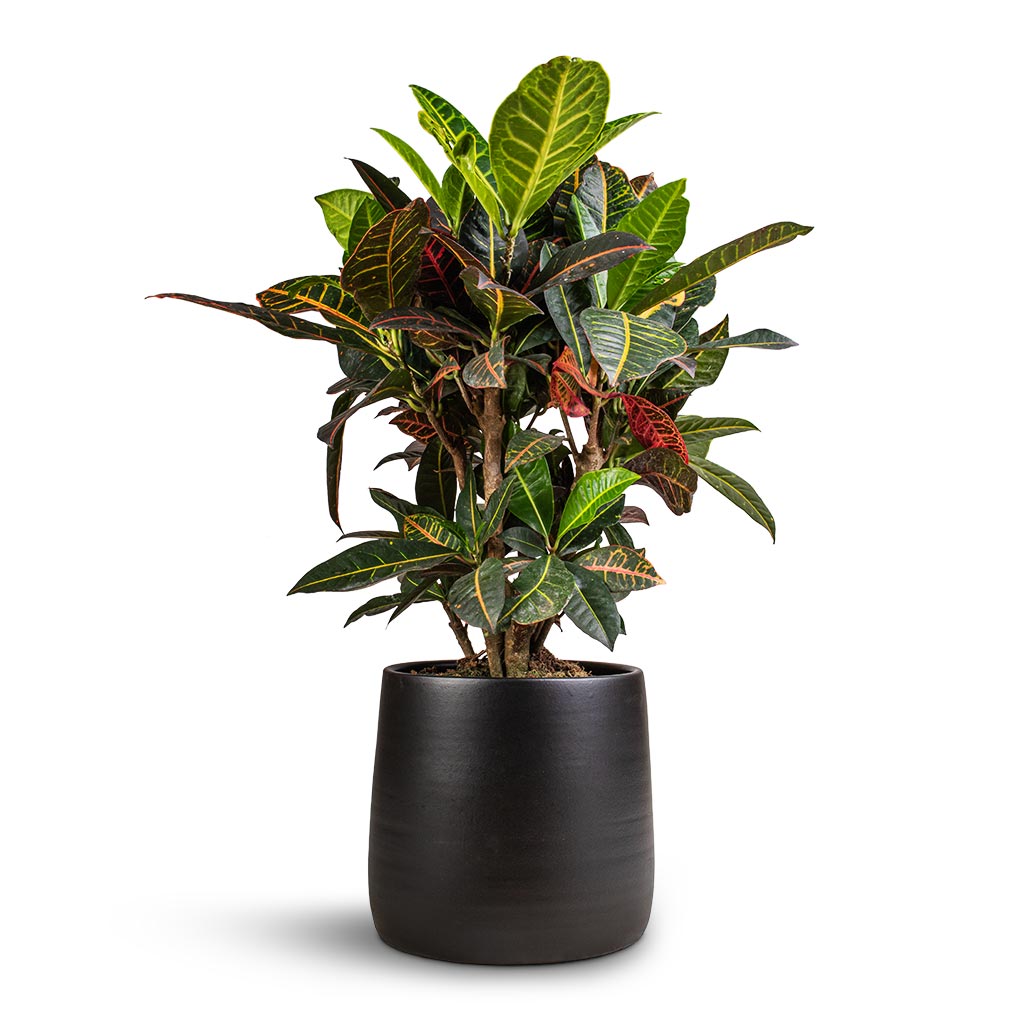 Codiaeum Petra - Croton & Akemi Plant Pot - Carbon Black