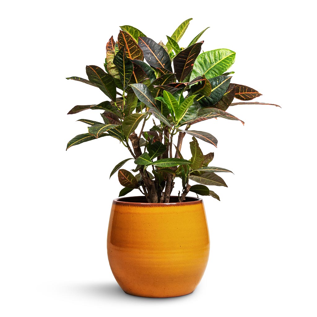 Codiaeum Petra - Croton & Charlotte Plant Pot - Spiced Ochre