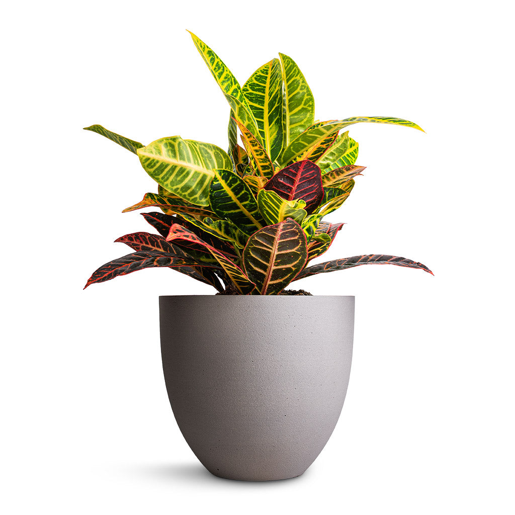 Coral Refined Planter Clouded Grey
