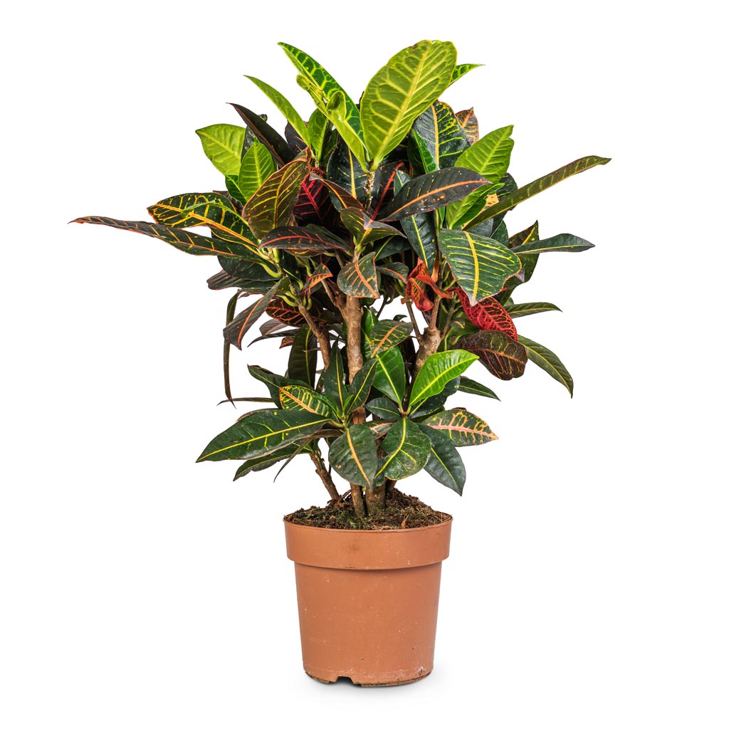 Codiaeum Petra - Croton - 21 x 60cm