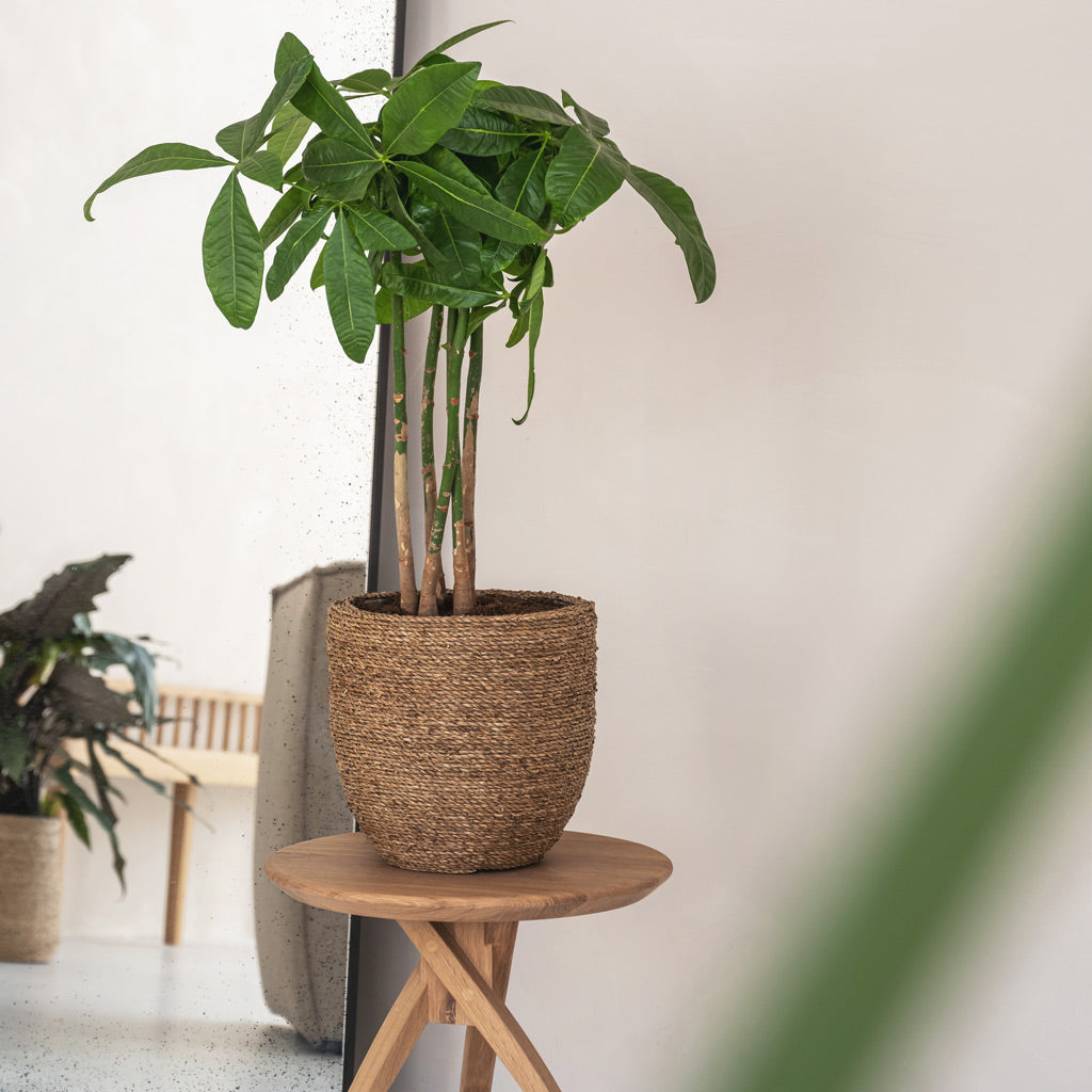 Cody Plant Pot - Straw Grass & Pachira