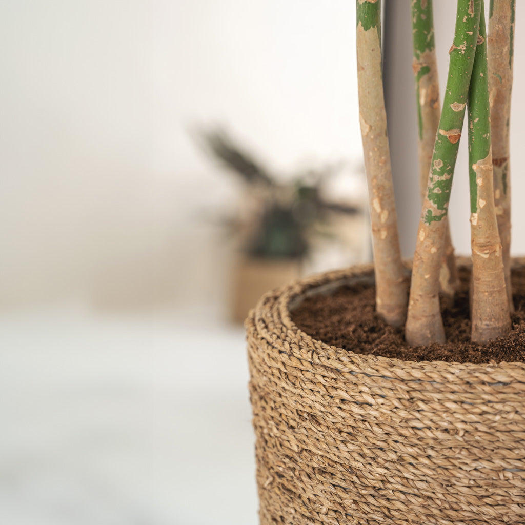 Cody Plant Pot - Straw Grass & Pachira Stems