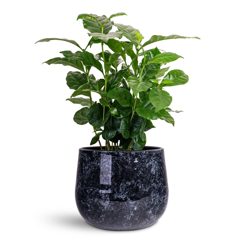 Coffea arabica 12x20cm House Plant In Emmie Metal Pot Mystic Blue 15x13cm