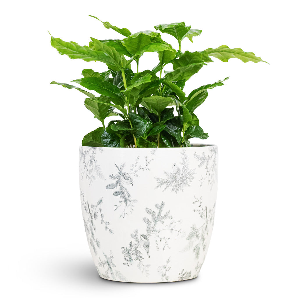 Coffea arabica 12x20cm House Plant In Monza Pot Vintage Bird 17x17cm