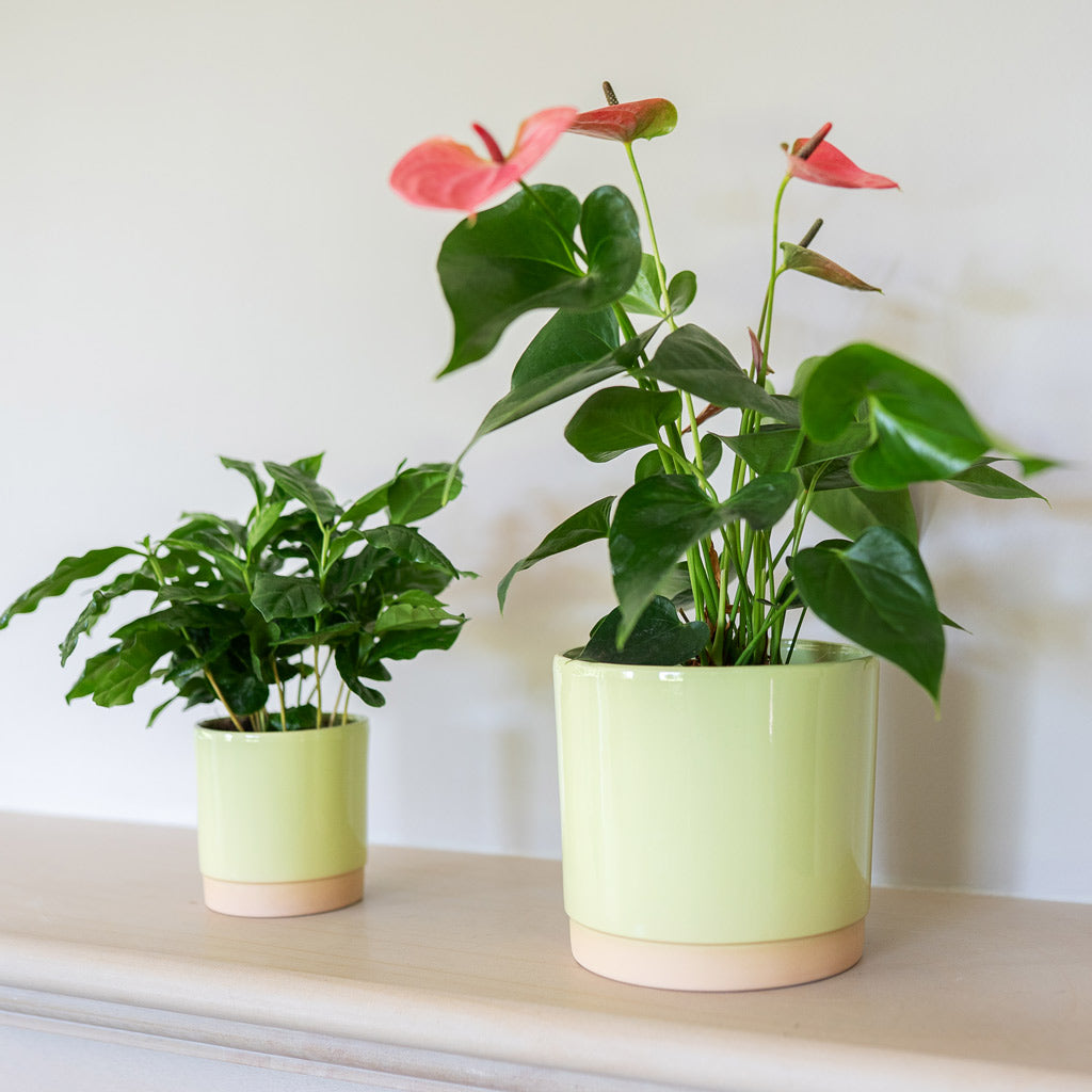 Saske Plant Pots In Pastel Green With Anthurium & Coffea Plant