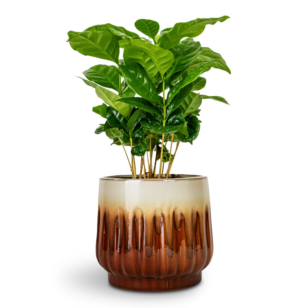 Coffea arabica Coffee Plant  - 12x35cm & Alice Plant Pot Caramel - 14x12cm
