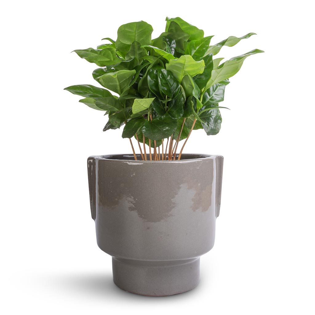 Coffea arabica - Coffee Plant & Aries Handles Plant Pot - Charcoal