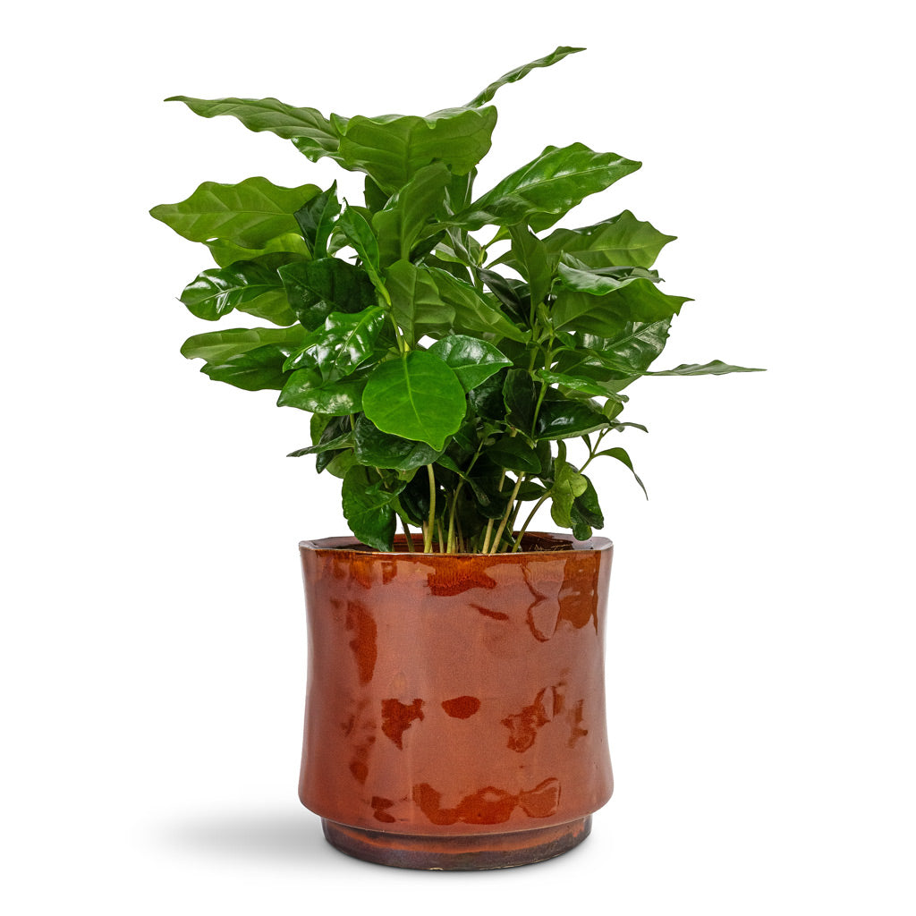 Coffea arabica Coffee Plant - 12x35cm In Nolan Plant Pot Red - 14x12cm