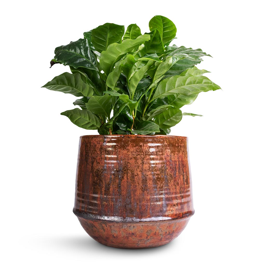 Coffea arabica - Coffee Plant & Noud Plant Pot - Copper
