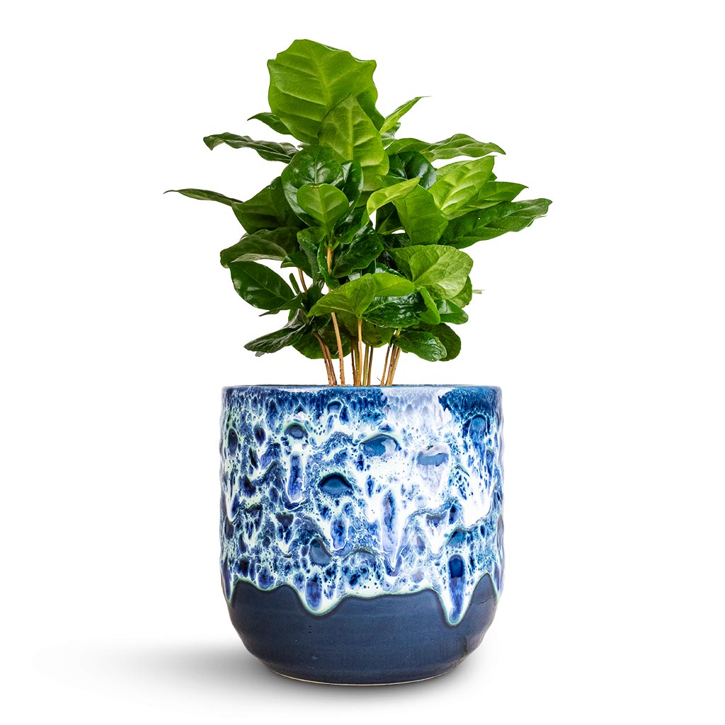 Coffea arabica - Coffee Plant & Ocean Glaze Plant Pot - Sapphire