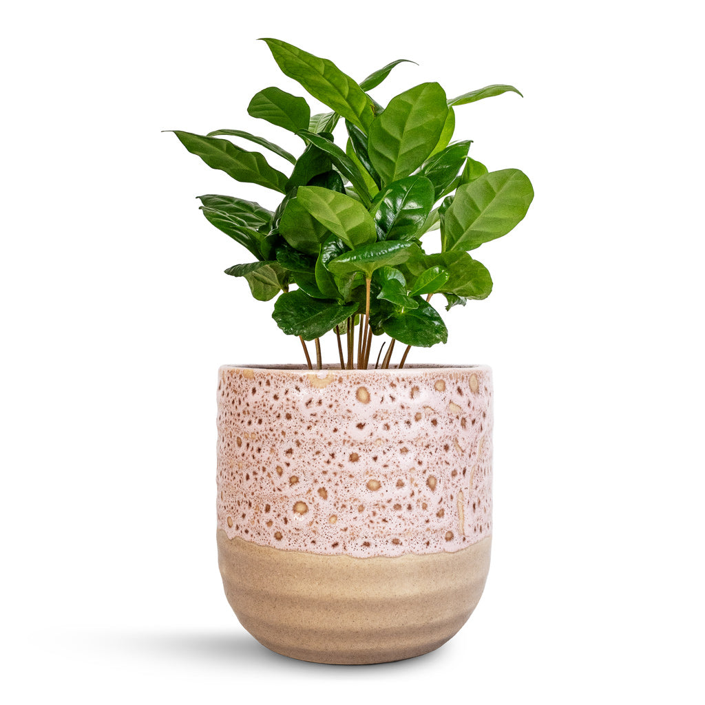 Coffea arabica - Coffee Plant & Ocean Glaze Plant Pot - Morganite