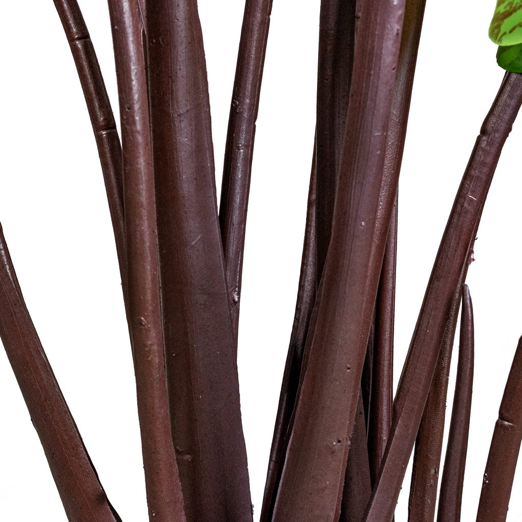 Colocasia Artificial Close Up Of Stems