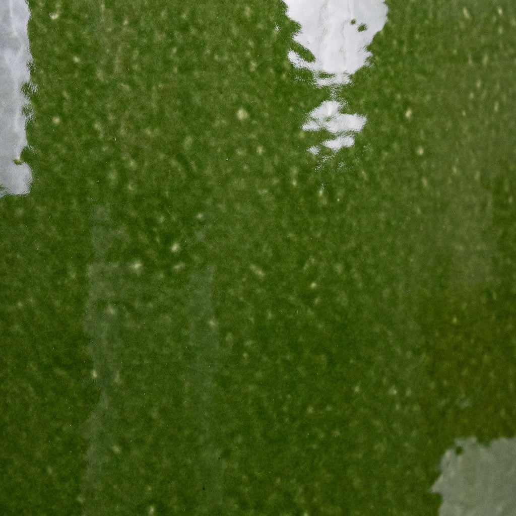 Common Pot Shiny Emerald close up