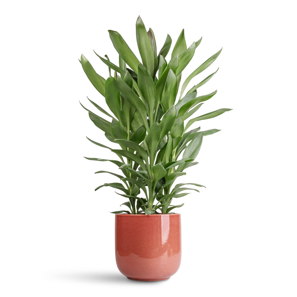 Cordyline fruticosa Glauca In 19x55cm In Sanna Pot Moss Green 25x23cm