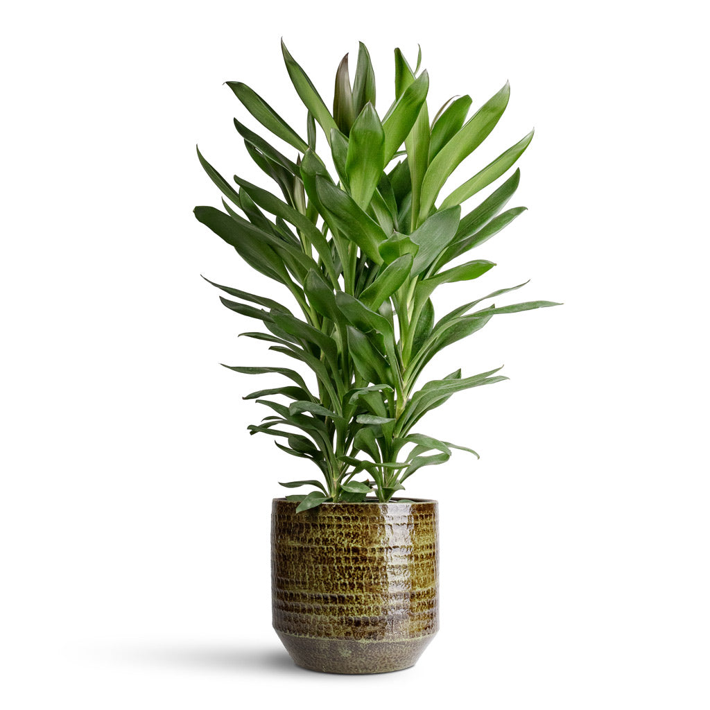 Cordyline fruticosa Glauca In 19x55cm In Sanna Pot Moss Green 25x23cm