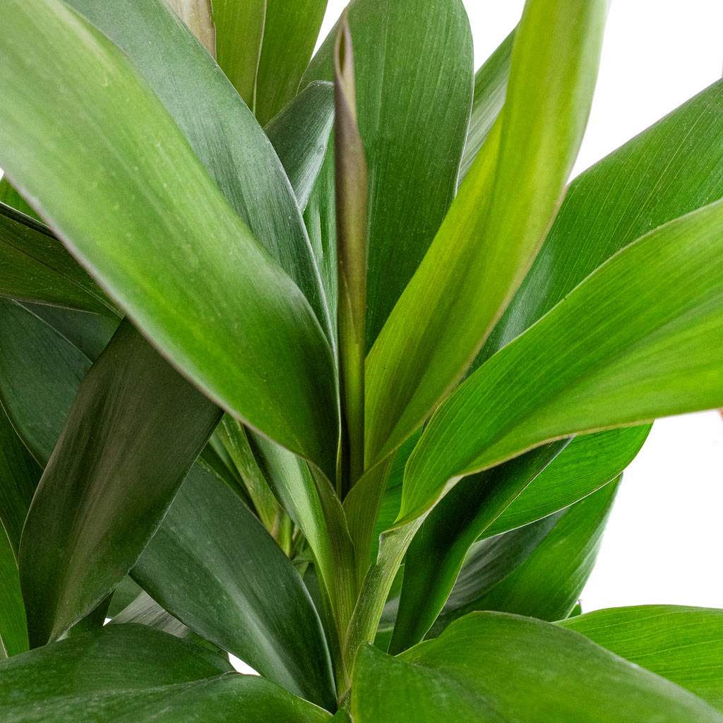 Cordyline fruticosa Glauca - Green Ti Plant