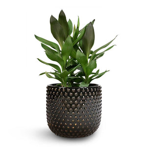 Cordyline fruticosa Glauca - Green Ti Plant & Bolino Plant Pot - Shiny Black