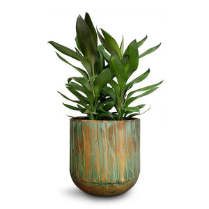 Cordyline fruticosa Glauca - Green Ti Plant & Caro Metal Plant Pots - Set of 6 - Copper Green