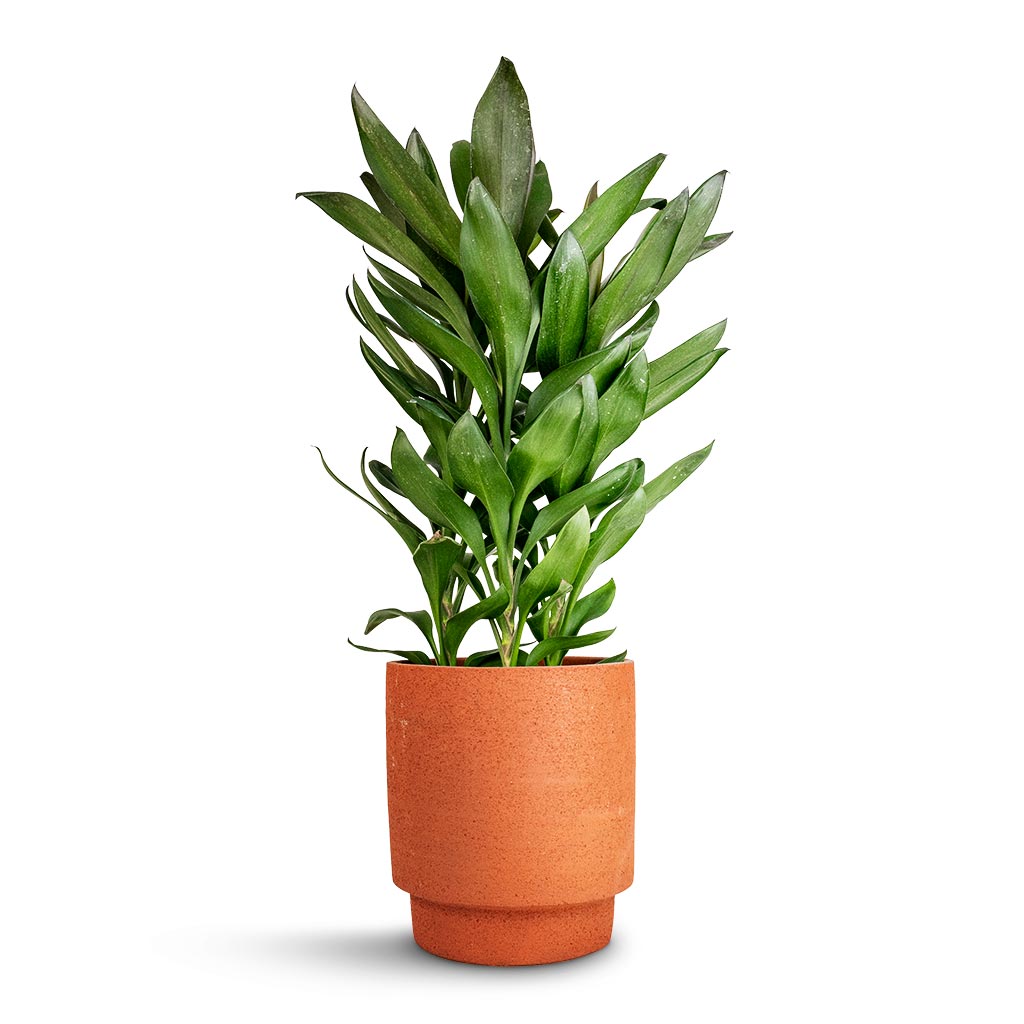 Cordyline fruticosa Glauca - Green Ti Plant &amp; Chao Plant Pot - Terra