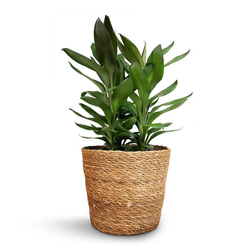 Cordyline fruticosa Glauca - Green Ti Plant & Igmar Plant Basket - Natural