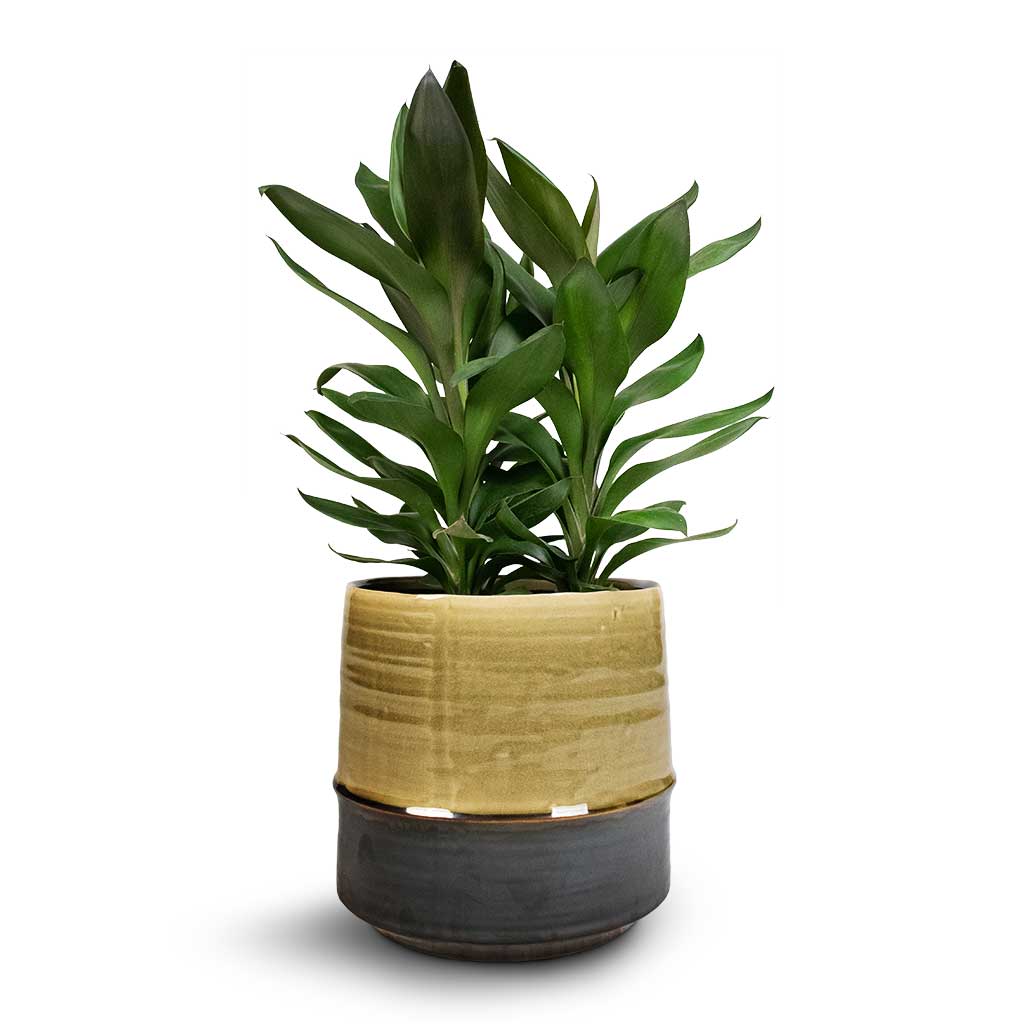 Cordyline fruticosa Glauca - Green Ti Plant - 19 x 55cm Marlijn Plant Pot - Thyme - 21 x 21cm