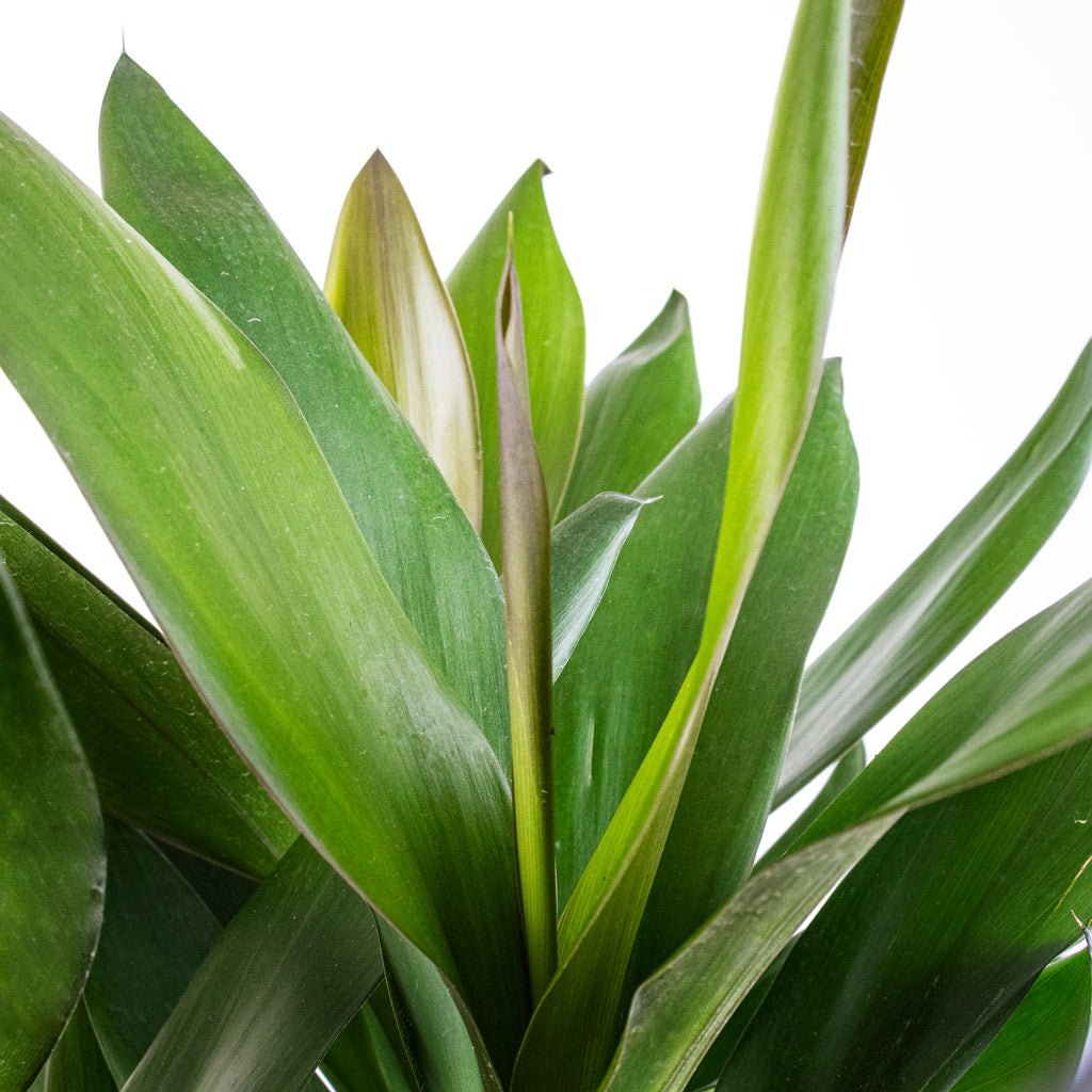 Cordyline fruticosa Glauca - Green Ti Plant Leaves