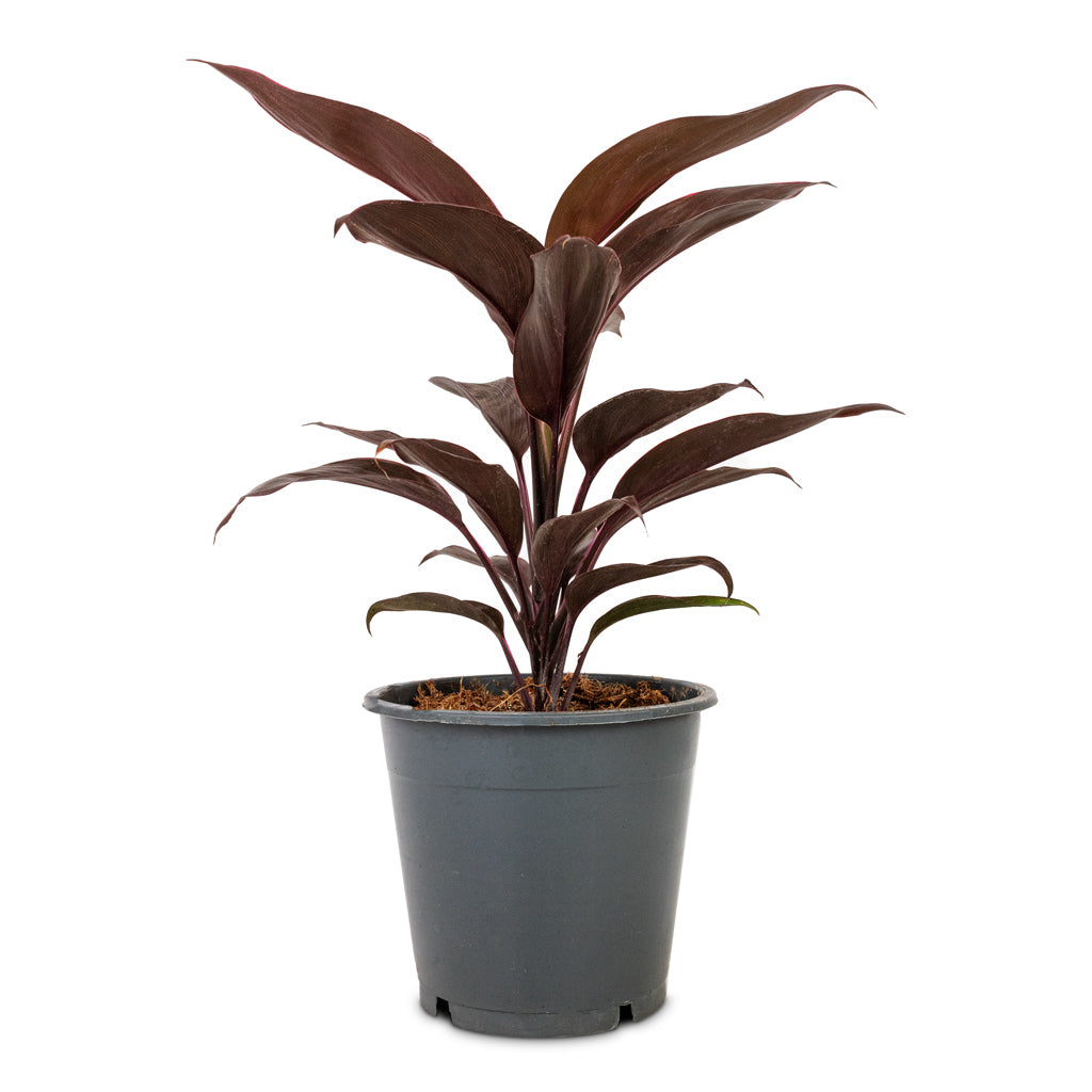 Cordyline fruticosa Mambo - Hawaiian Ti Plant - 12 x 40cm