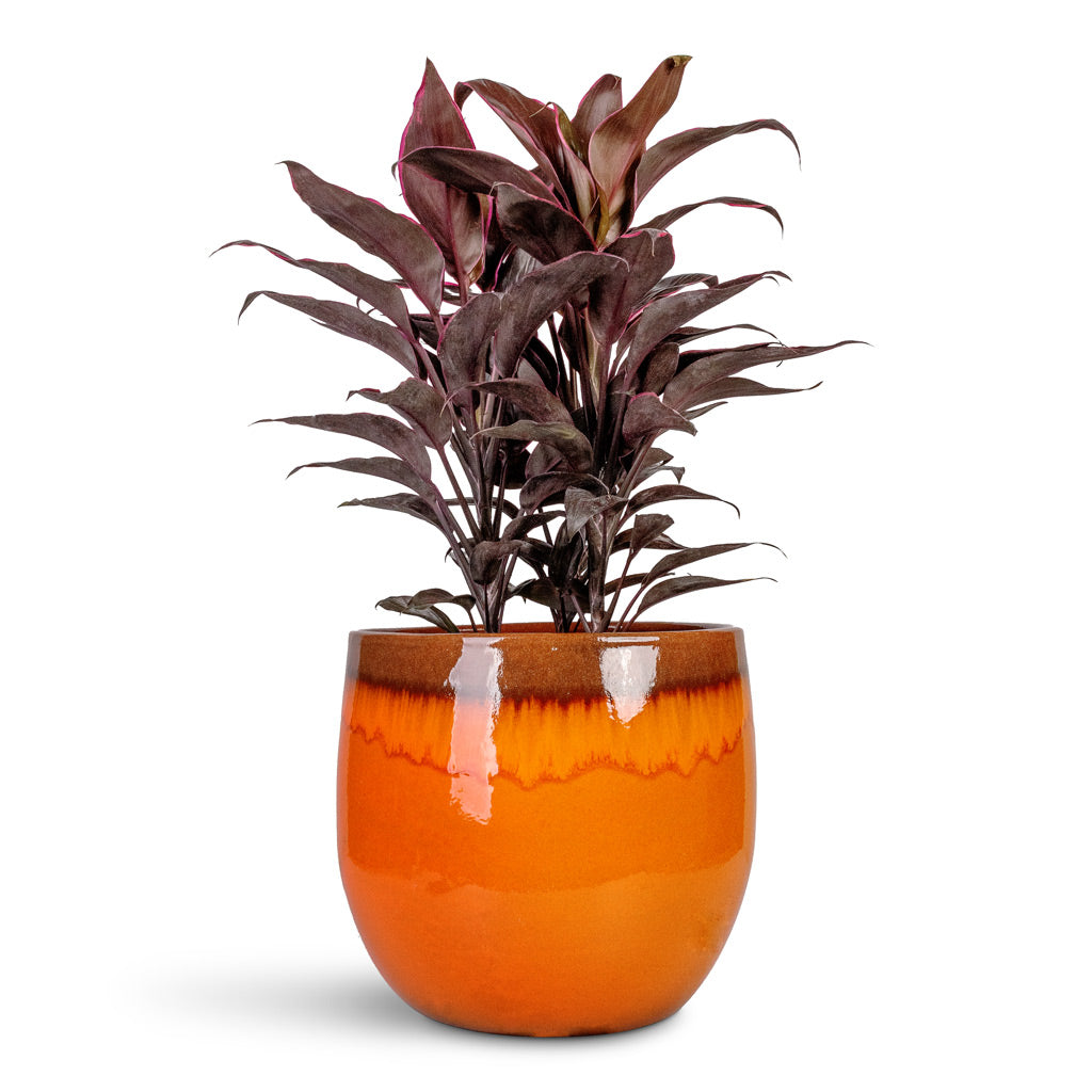 Cordyline fruticosa Mambo Hawaiian Ti Plant - 19x50cm In Charlotte Plant Pot Orange - 29x25cm