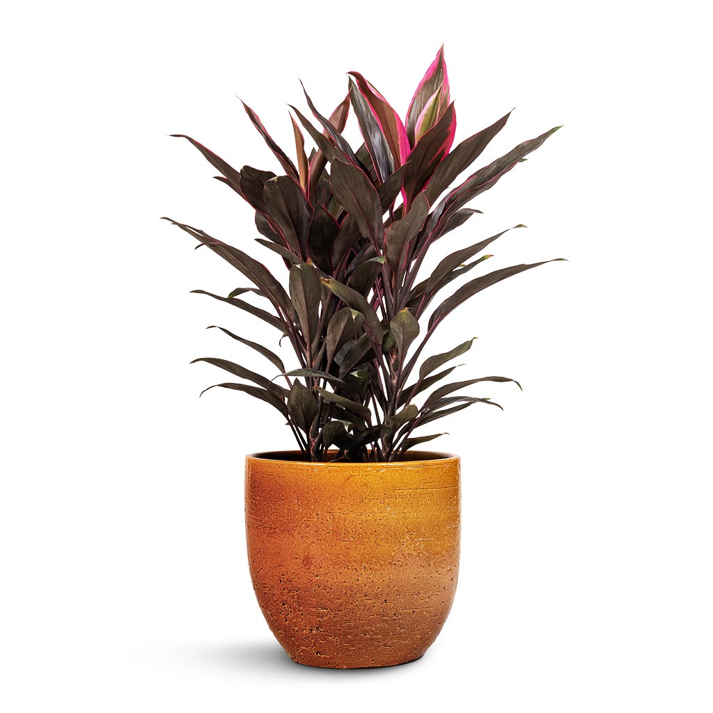 Cordyline fruticosa Mambo - Hawaiian Ti Plant & Jolin Plant Pot - Ochre