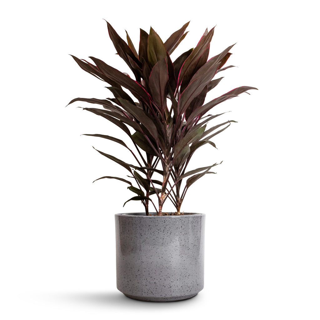 Cordyline fruticosa Mambo - Hawaiian Ti Plant &amp; Remmi Glaze Plant Pot - Grey