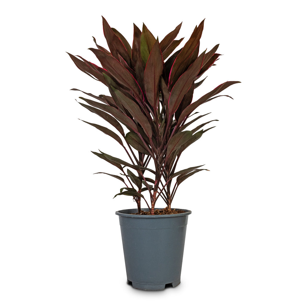 Cordyline fruticosa Mambo - Hawaiian Ti Plant - 19 x 50cm