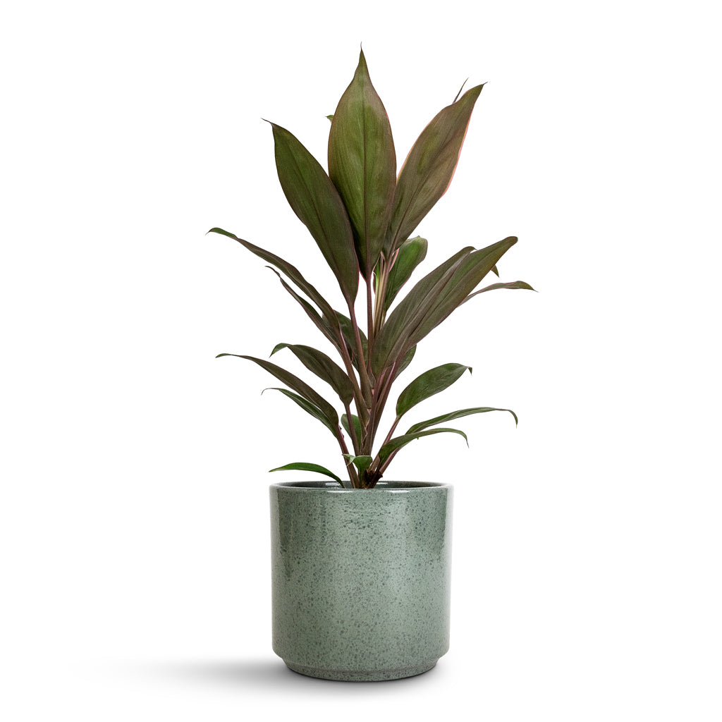 Cordyline fruticosa Rumba - Hawaiian Ti Plant & Remmi Glaze Plant Pot - Green