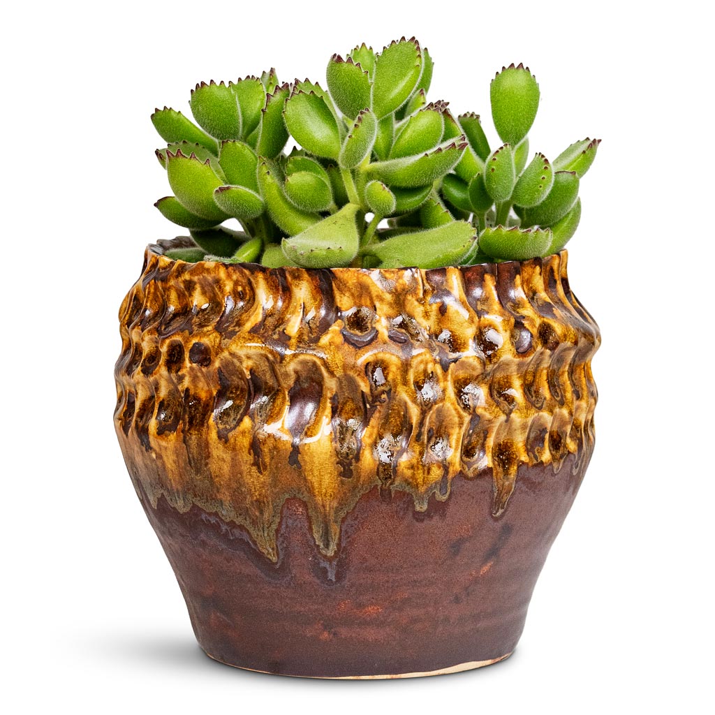 Cotyledon tomentosa ladys Bear Paw 10.5x20cm House Plant in Deb Pot Savannah 15x13cm