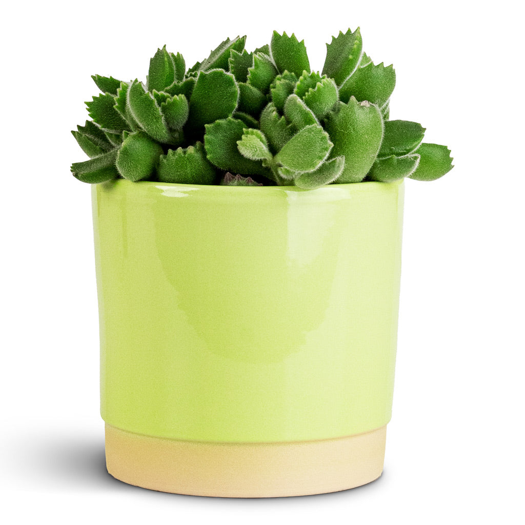 Cotyledon tomentosa ladys Bear Paw 10.5x20cm In Saske Pot Pastel Green 12x11cm