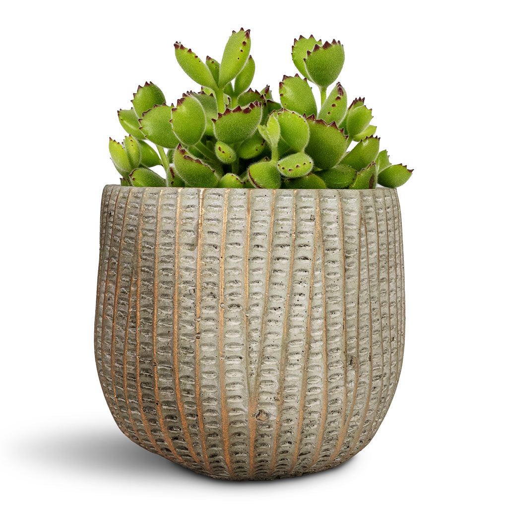 Cotyledon tomentosa ladys Bear Paw Plant - 10.5x20cm In Feico Plant Pot Mint Grey - 15x13cm