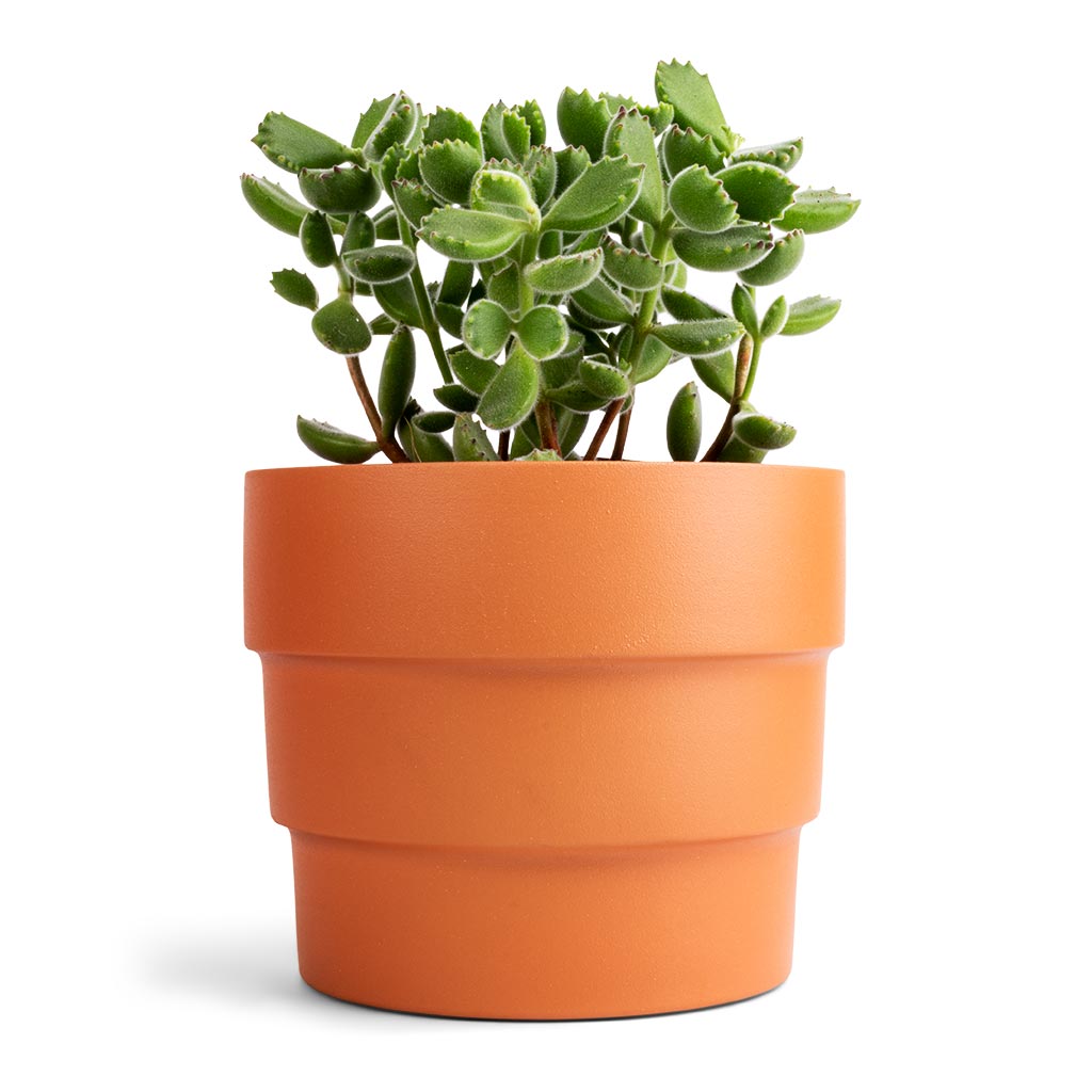 Cotyledon tomentosa ladys - Bear Paw Plant & Boston Tiered Plant Pot - Terracotta