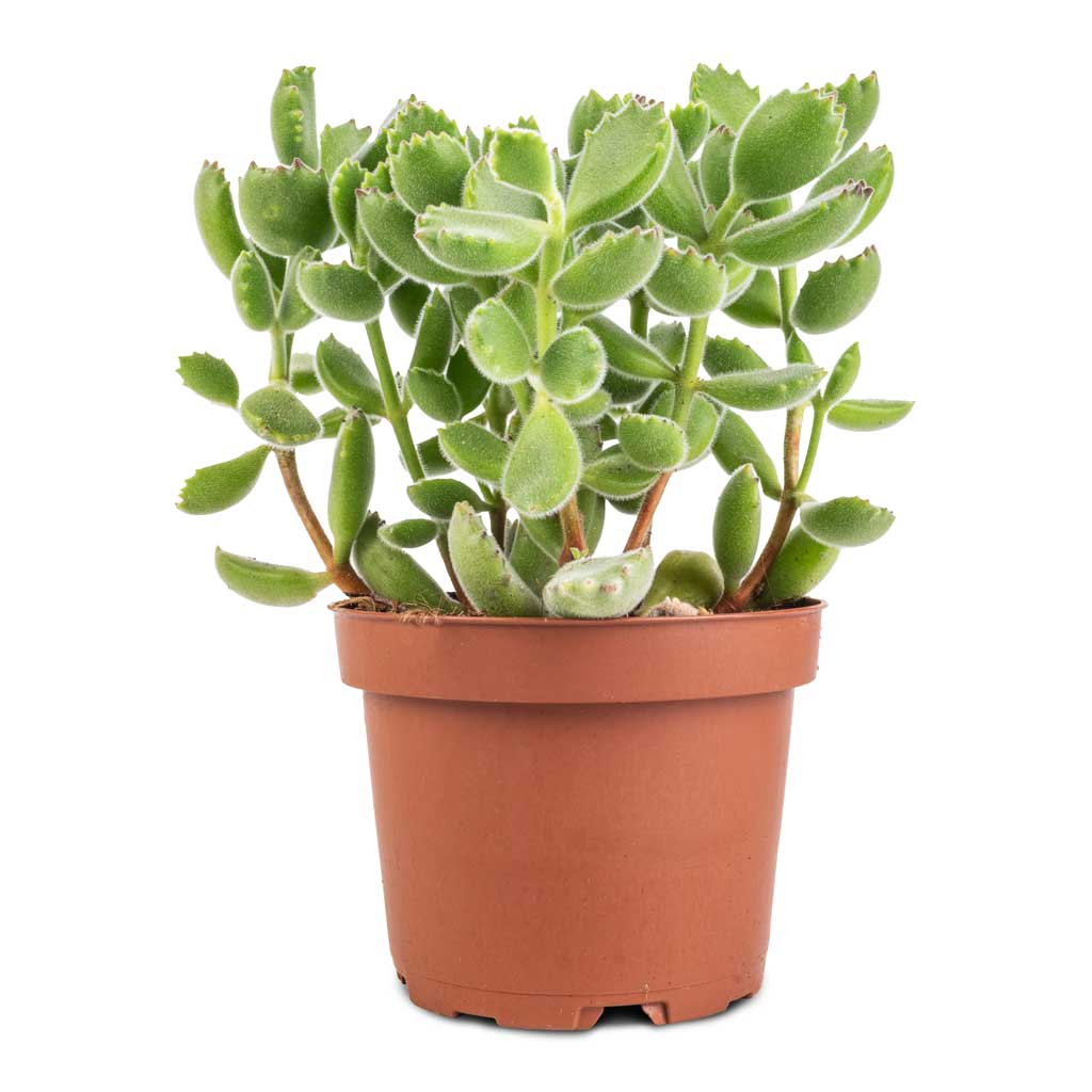 Cotyledon tomentosa ladys - Bear Paw Plant | Hortology