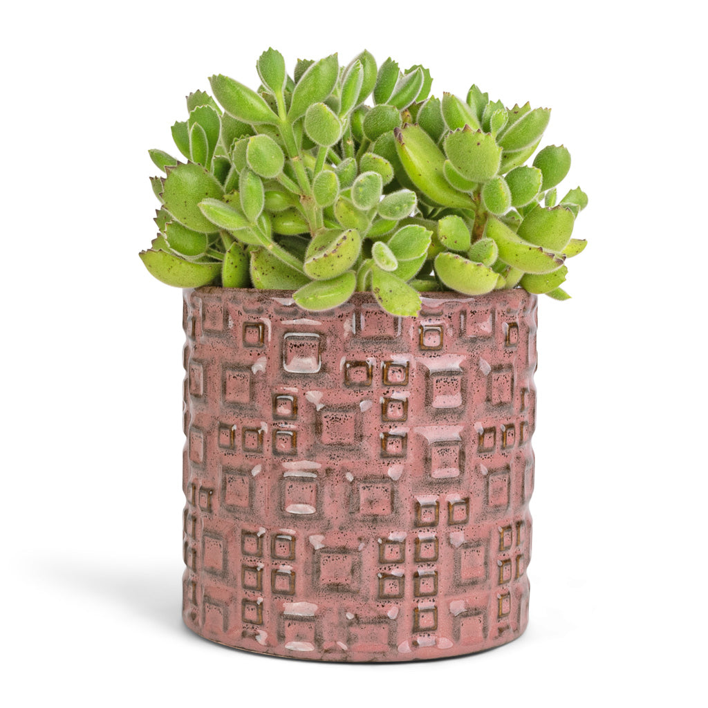 Cotyledon tomentosa ladys - Bear Paw Plant & Fiene Plant Pot - Pink