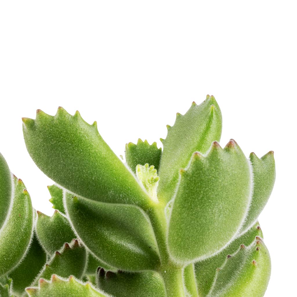 Cotyledon tomentosa ladys - Bear Paw Plant Close Up