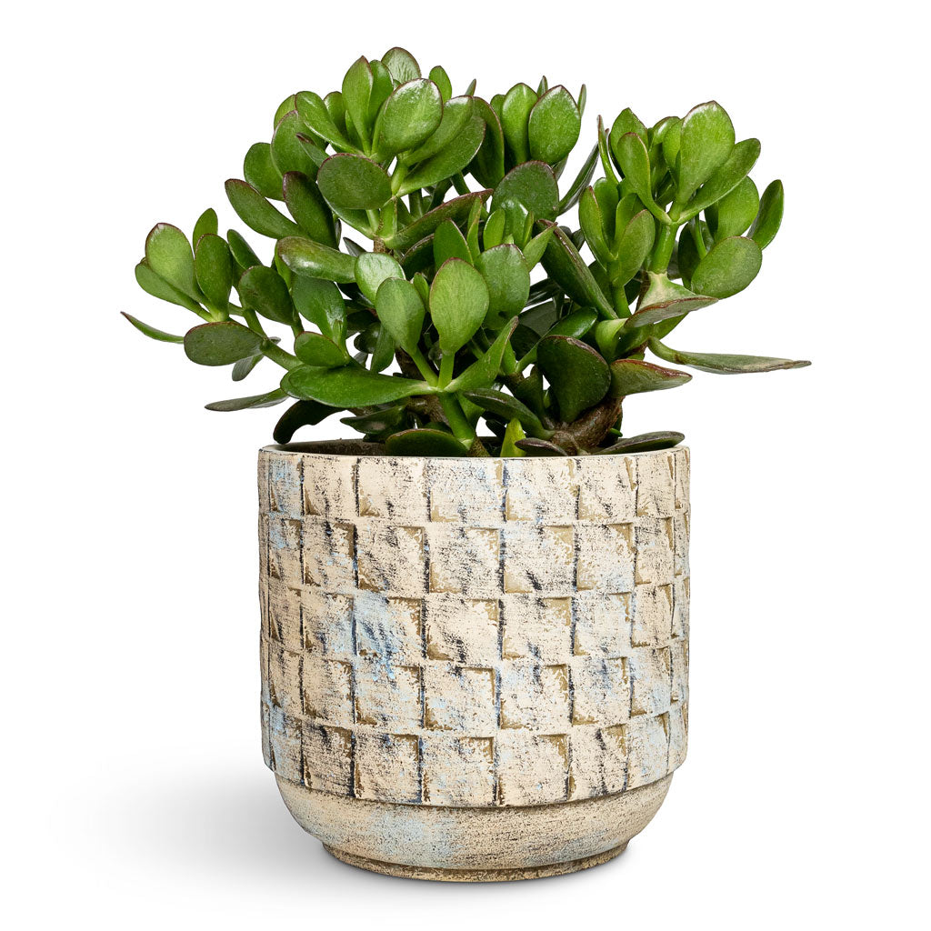 Crassula Ovata Jade Plant - 17x35cm In Jim Plant Pot Shell - 21x19cm